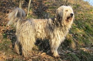 Bergamasco牧羊犬站在外面