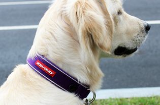 EzyDog Neo Collar