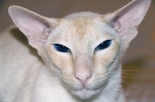 Colorpoint短毛猫