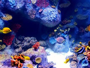 低水族馆