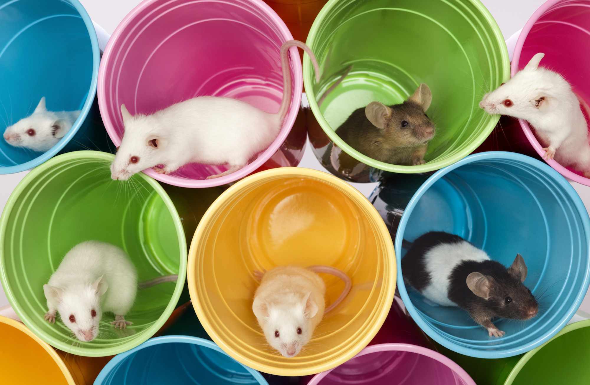 老鼠坐在五颜六色的杯子里