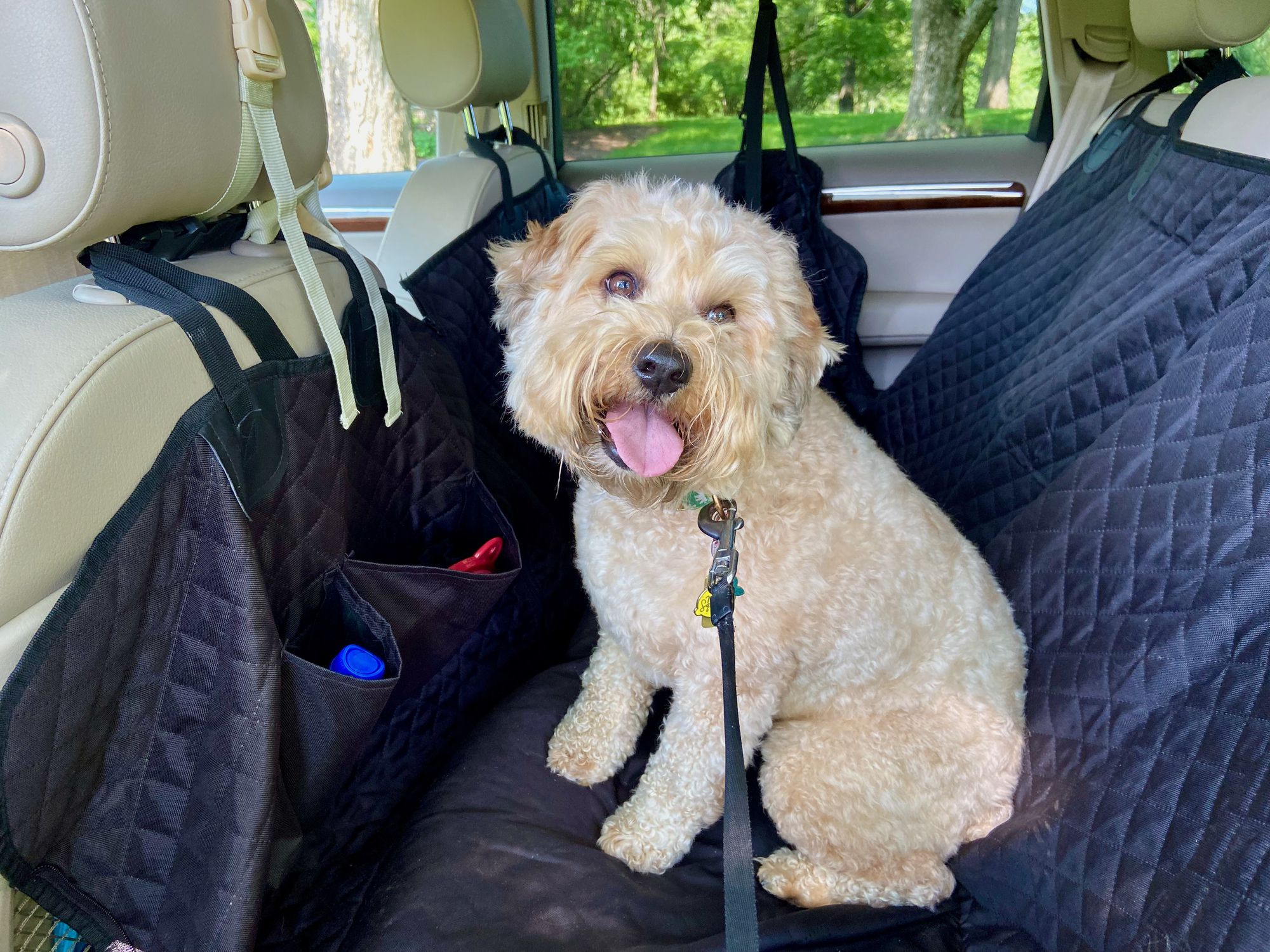 Whoodle sitting in the back seat of a car.
