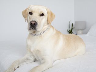 黄色拉布拉多猎犬躺在白色的床上