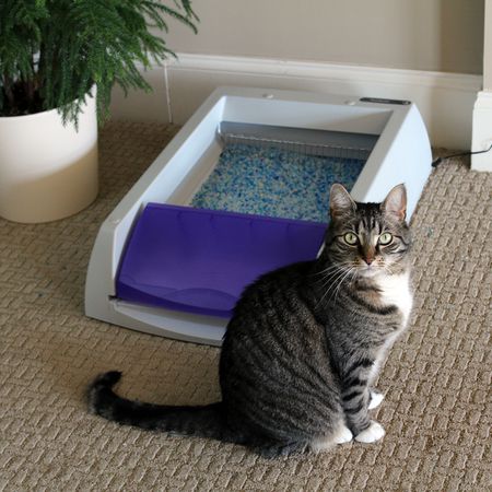 PetSafe ScoopFree超自洁猫砂盒