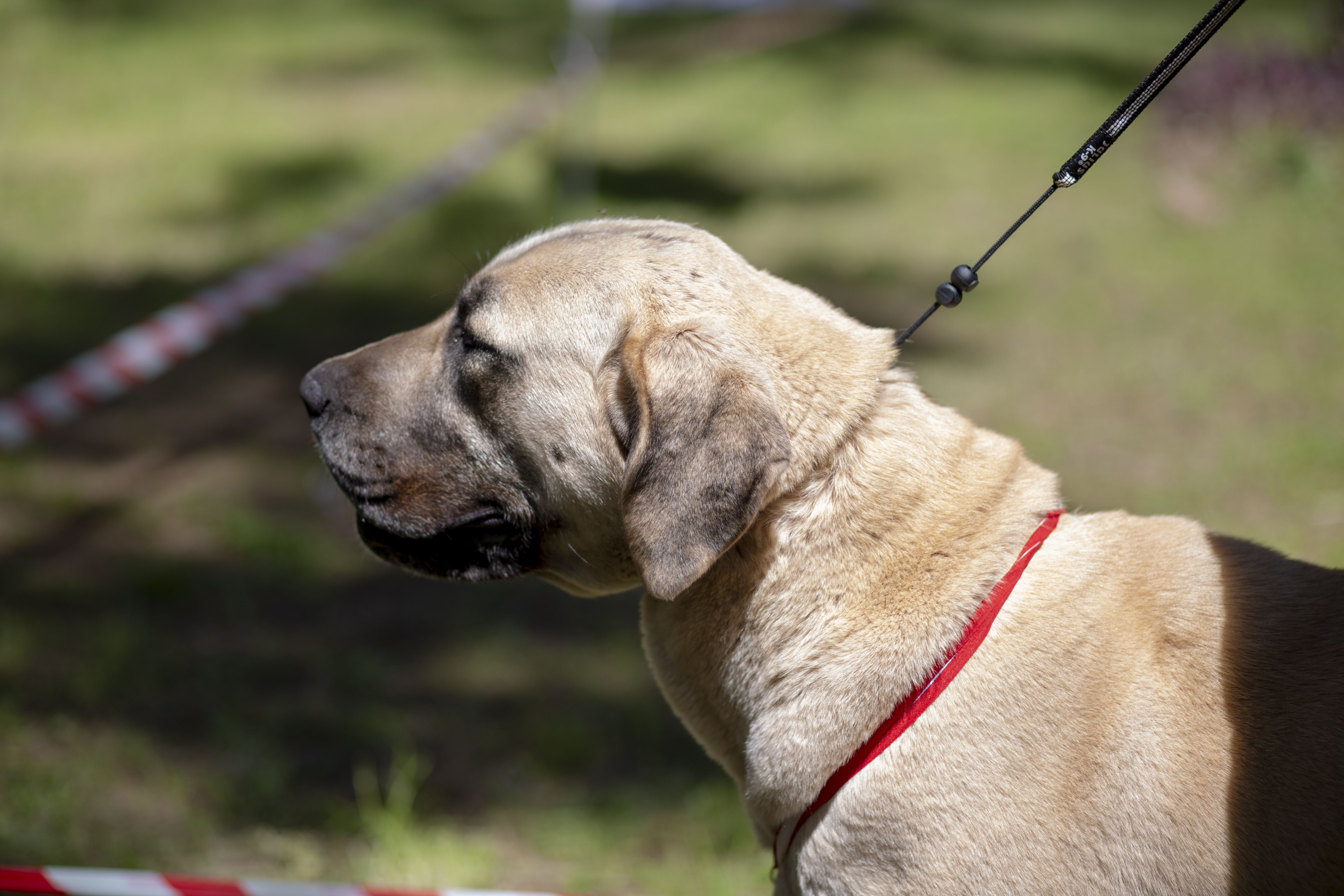 安纳托利亚牧羊犬:犬种特征和护理