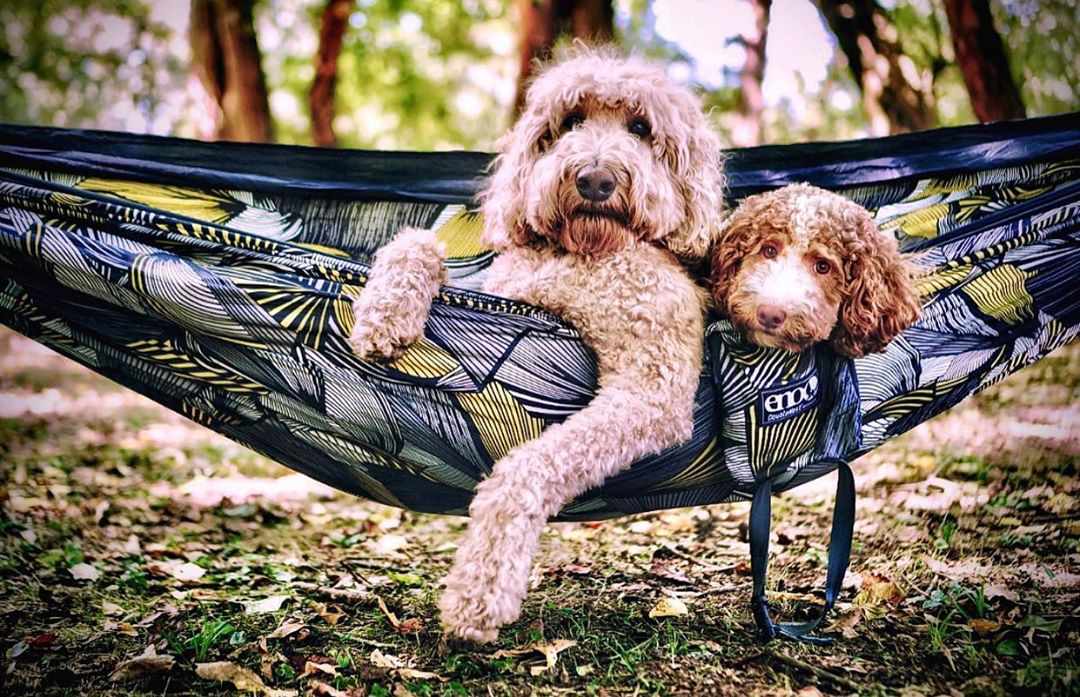 两条狗在吊床上;indythegoldendoodle Instagram
