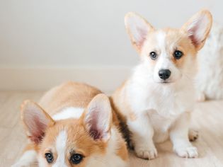 两只柯基犬坐在地板上。