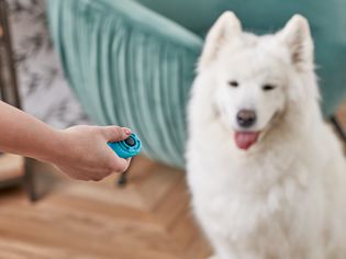 在萨摩耶犬上进行点击训练