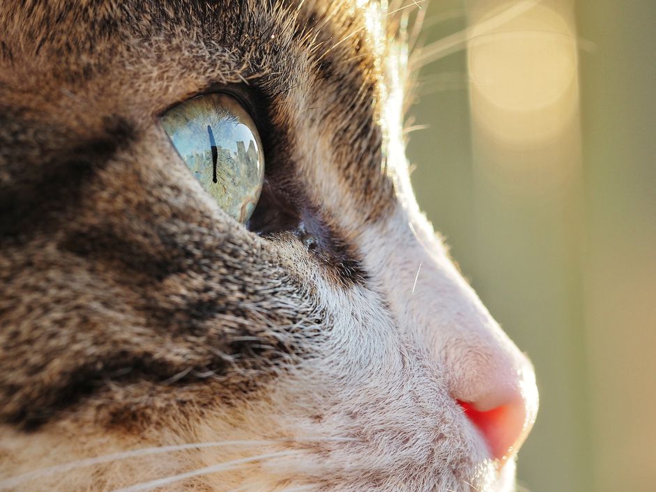 一只虎斑猫和一只白猫的特写镜头