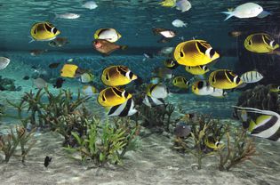 蝴蝶鱼在水族馆的珊瑚上游泳