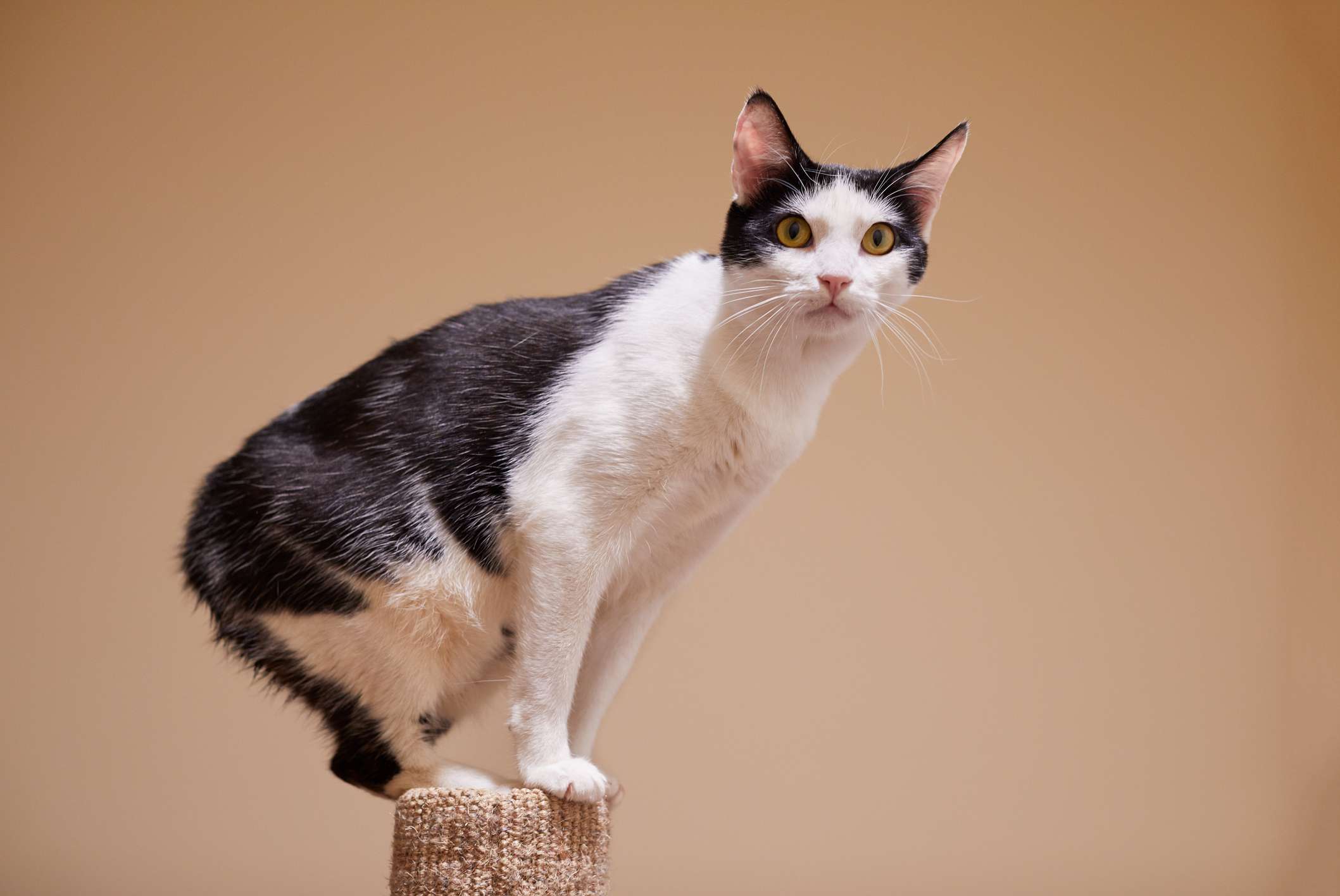 马岛猫品种肖像