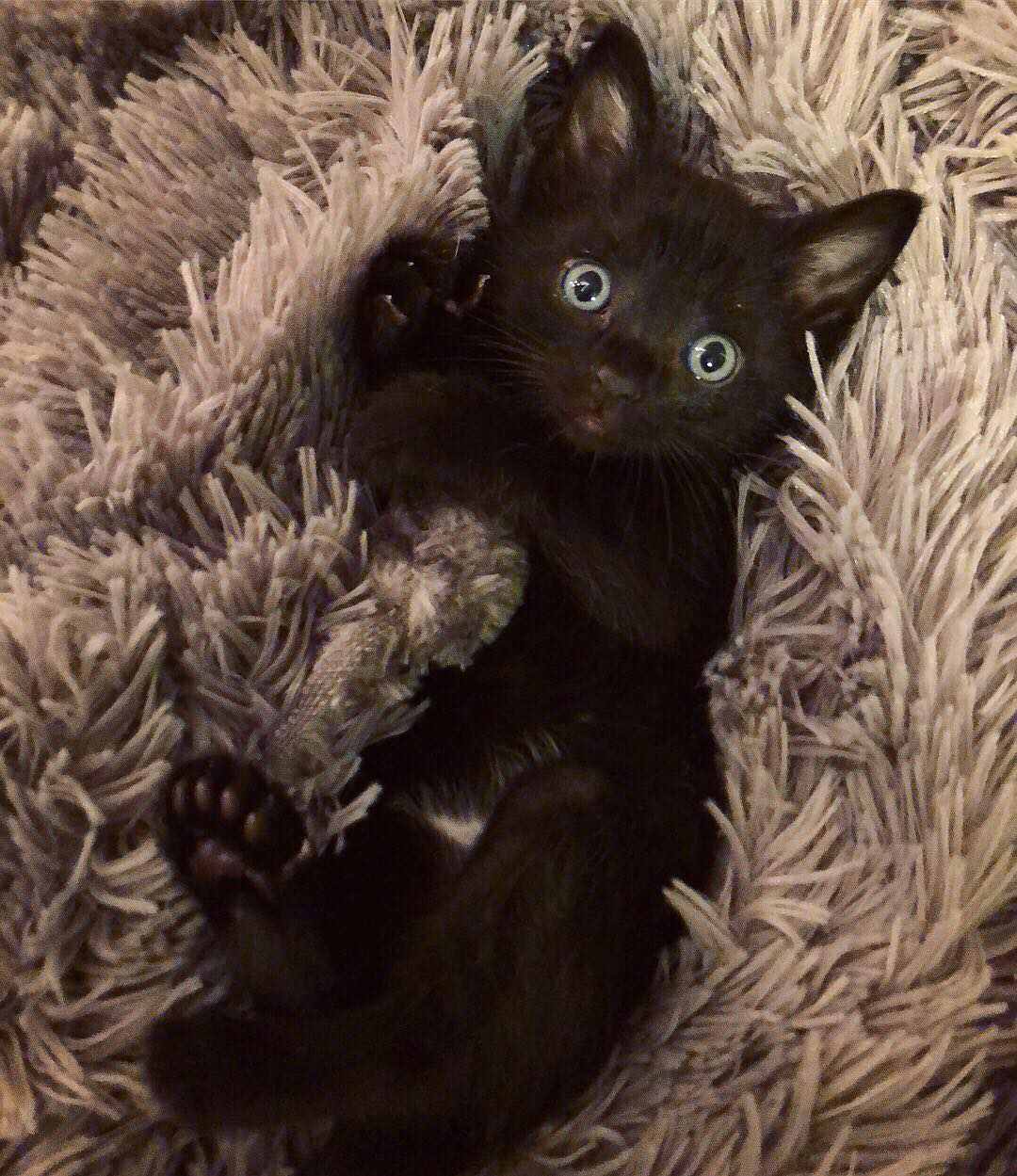 一只仰卧的黑色多趾小猫。