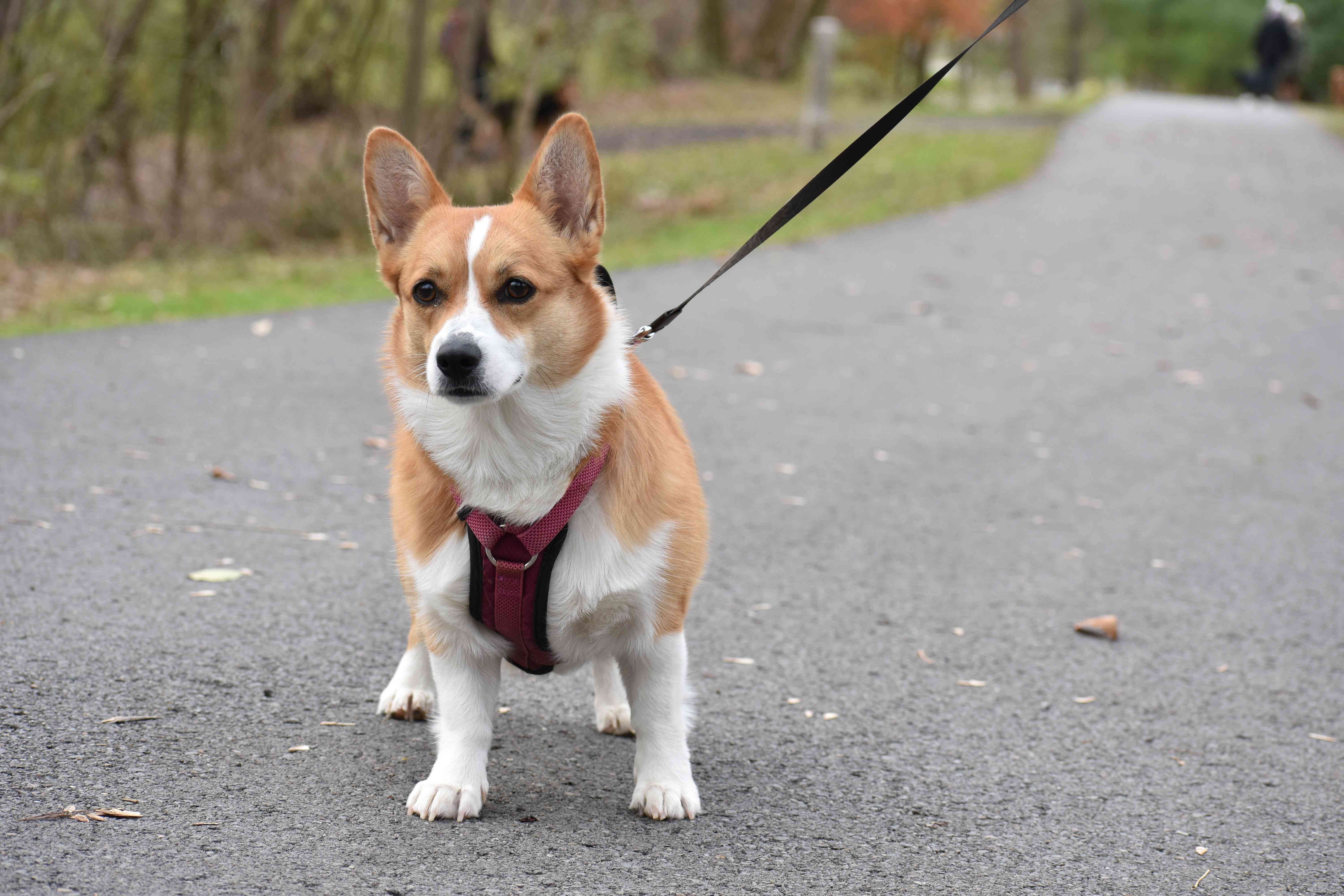 主人在柯基犬行走时控制着它们