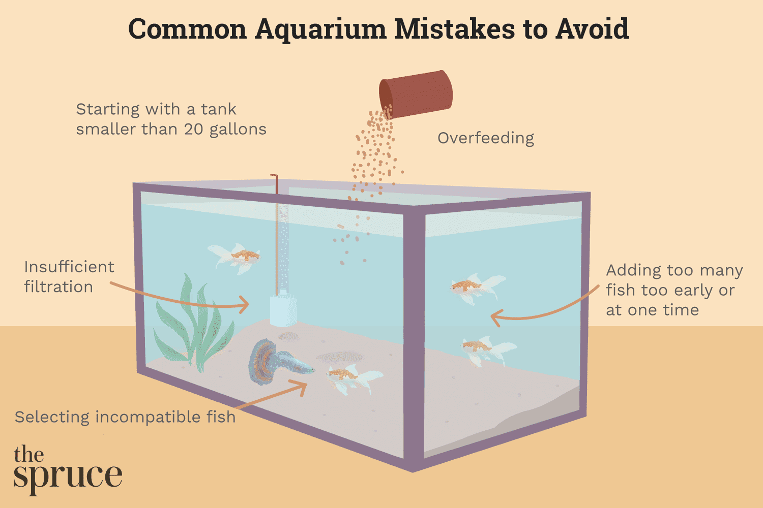 说明常见的错误，以避免您的水族馆