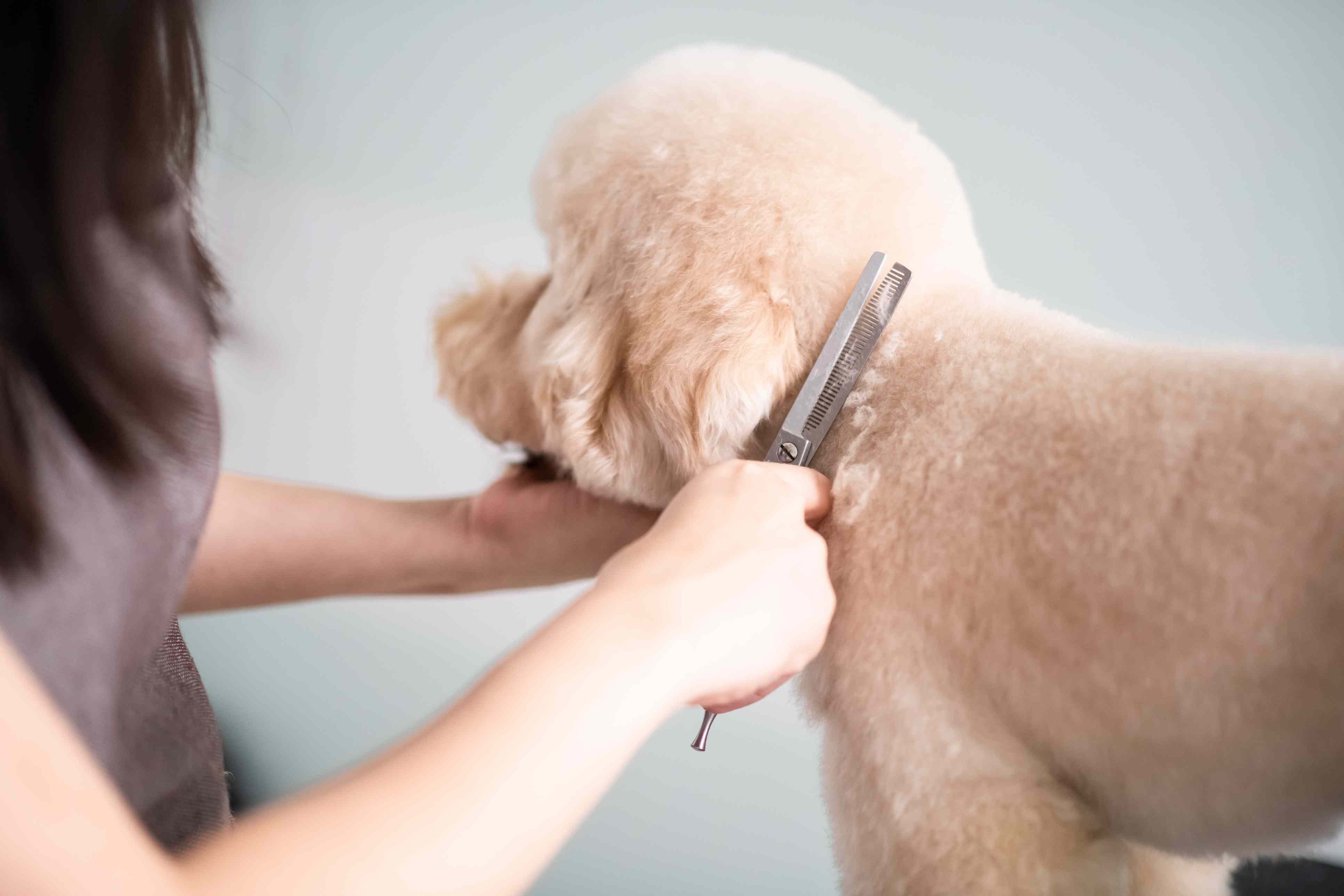 亚洲中国女性宠物美容师与围裙梳理棕色的玩具贵宾犬