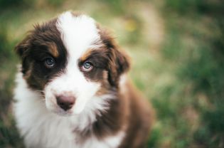 一只澳大利亚牧羊犬幼犬