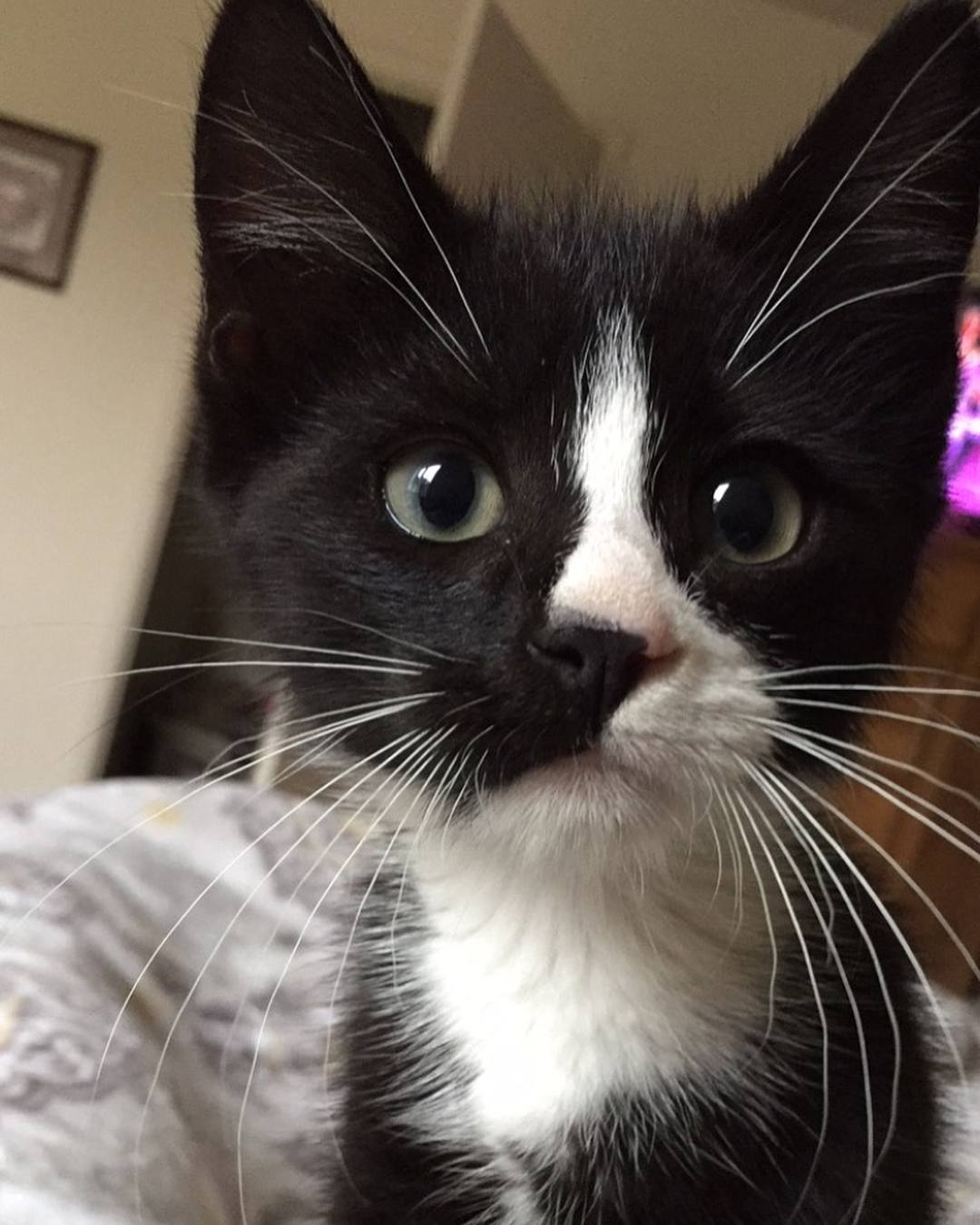 一只穿燕尾服的小猫看着镜头的特写