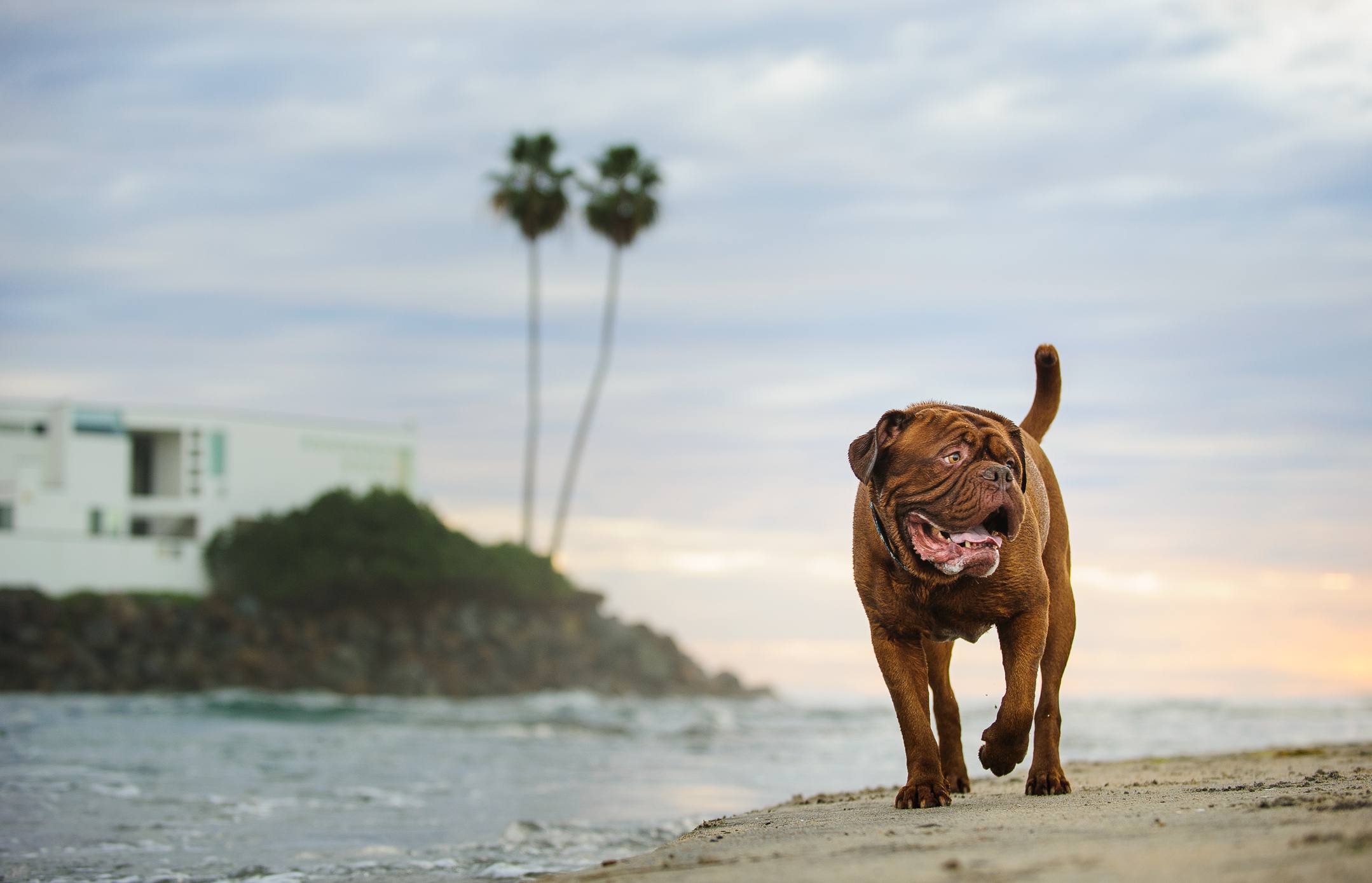 Dogue de bordeaux在海滩上散步