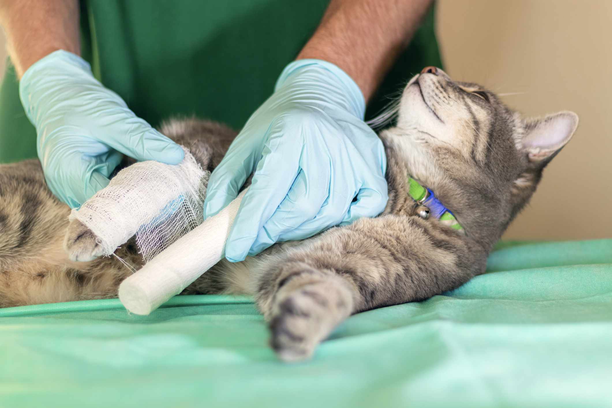 一条断腿用绷带包扎的灰色虎斑猫。