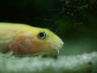 天气泥鳅