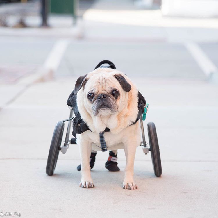 A pug with a wheelchair on the street.