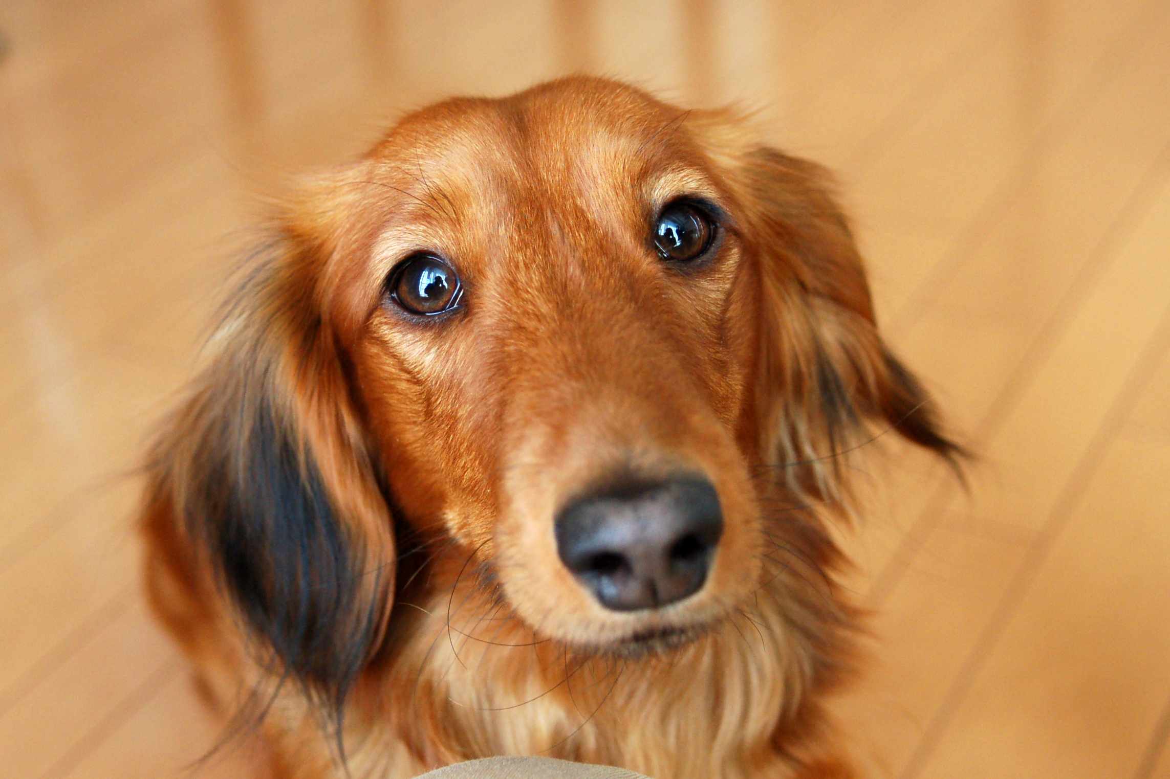 迷你腊肠犬长毛