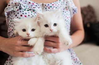 两个比猫更重要的