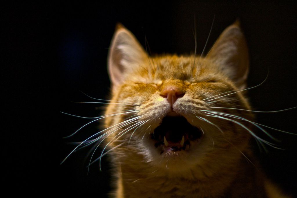猫打呵欠