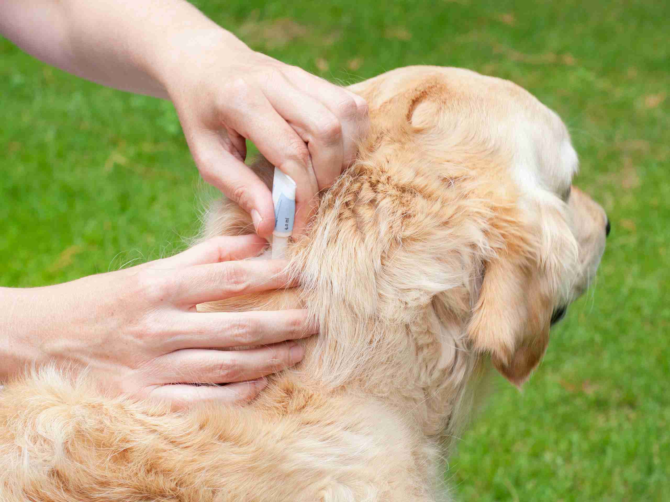 金毛犬防蜱