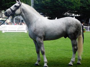 灰色Irish Draught Horse at Horse Show