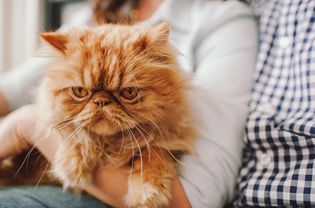 一个女人在橘子里有个小猫