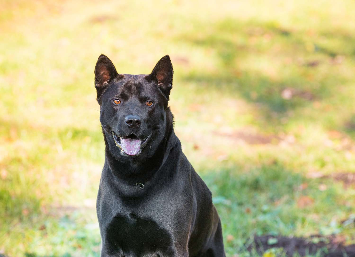 泰国脊背犬