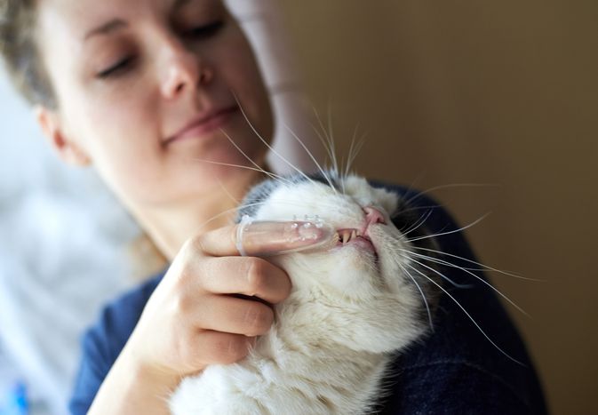 女人在给猫刷牙