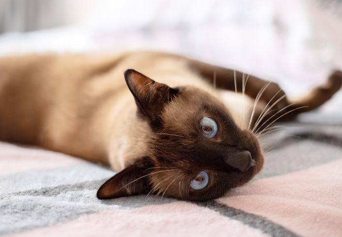 小猫和粉色的小胡子