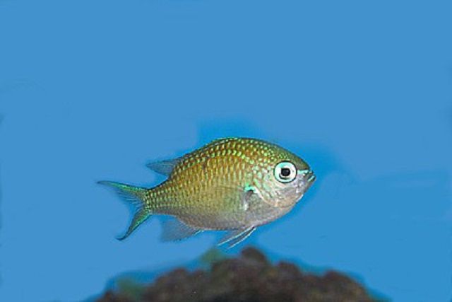 蓝色/绿色礁Chromis