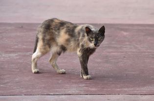 瘦猫走在混凝土上