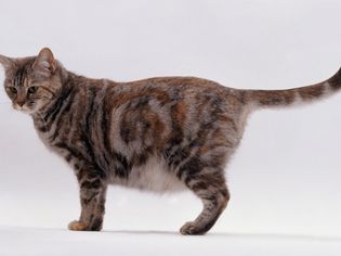 怀孕猫站着的照片