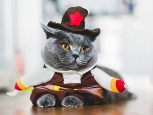 穿着滑稽服装的英国短毛猫