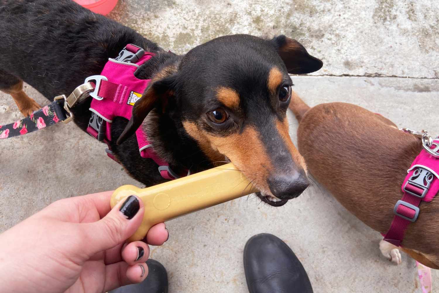Dog chewing the nylabone original durachew bone