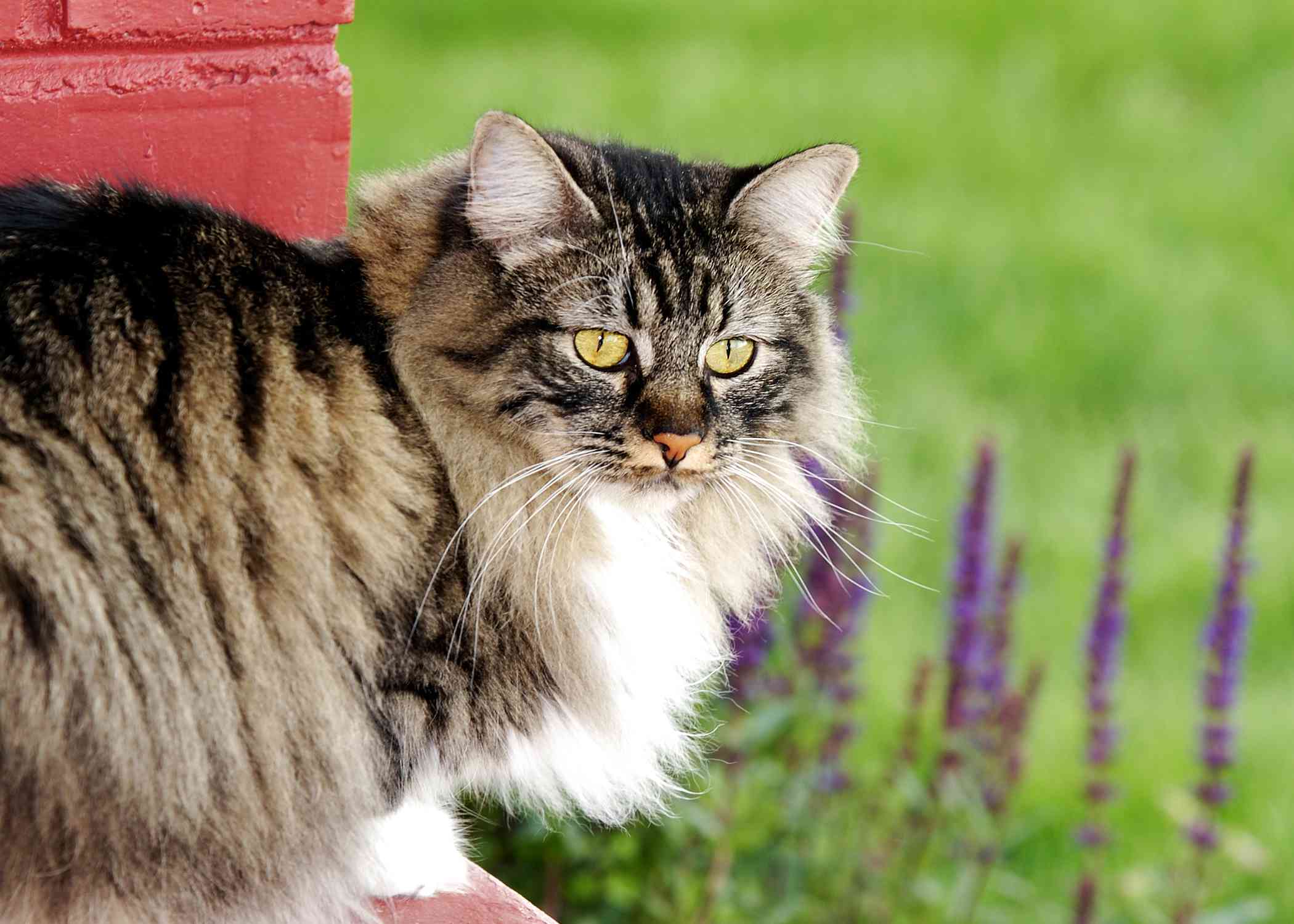 Cymric猫(长毛马岛猫)