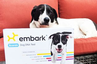 Embark Breed + Health Kit