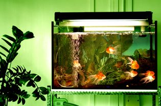 金鱼在水族馆里