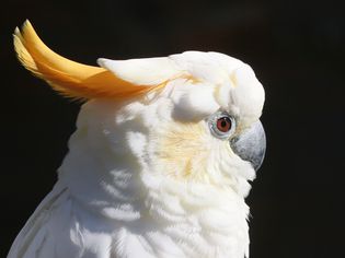 松巴香橼凤头鹦鹉