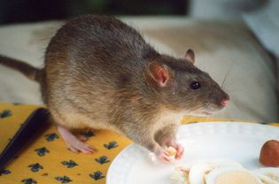 宠物鼠零食