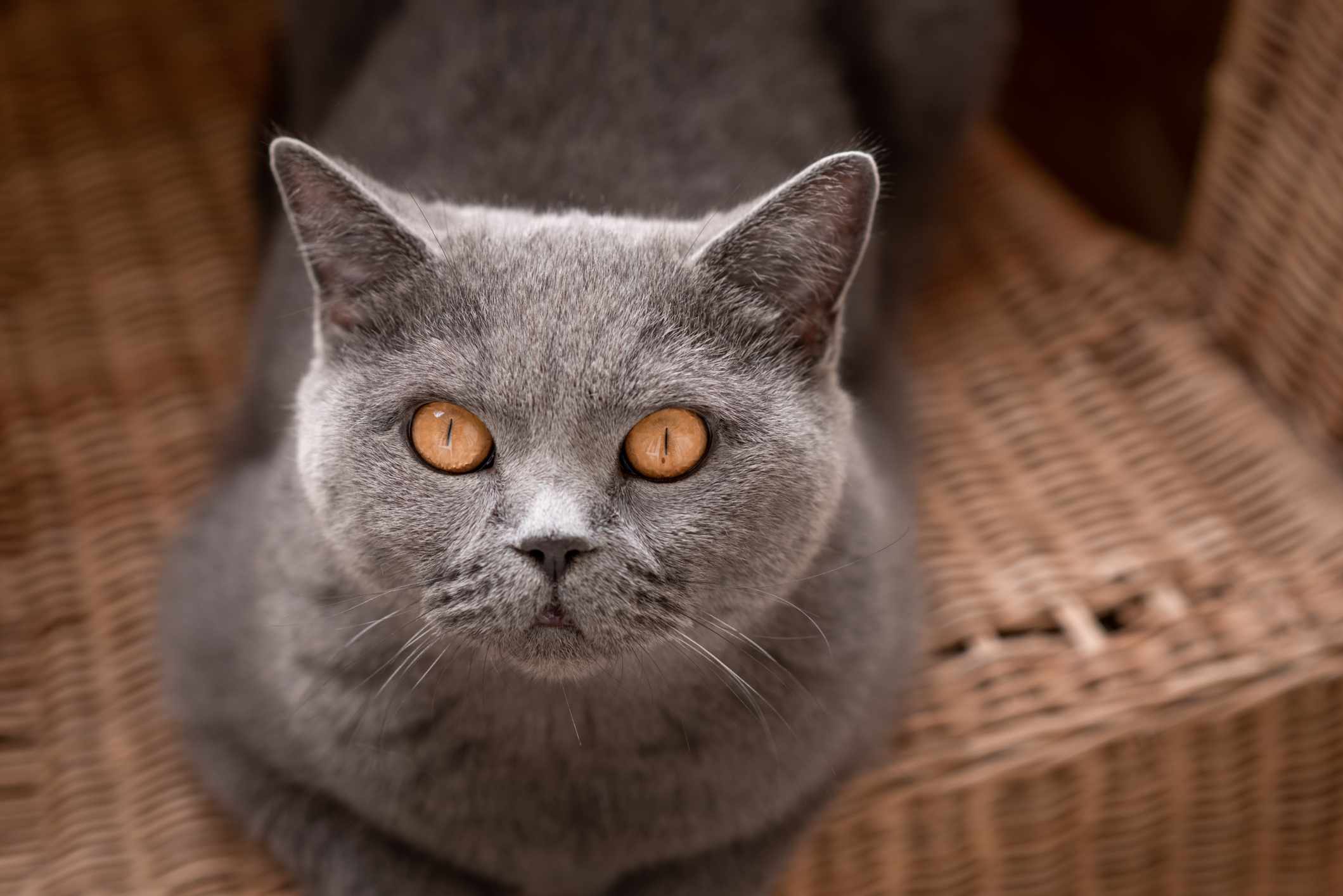 英国短毛猫，铜色大眼睛