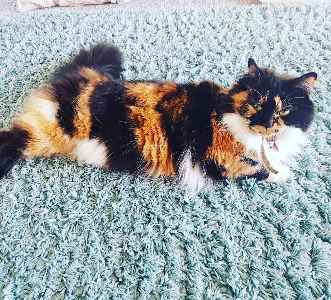 猫猫
