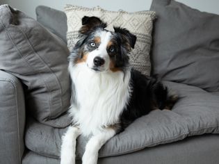 白色、黑色和棕色的澳大利亚牧羊犬躺在灰色的沙发上