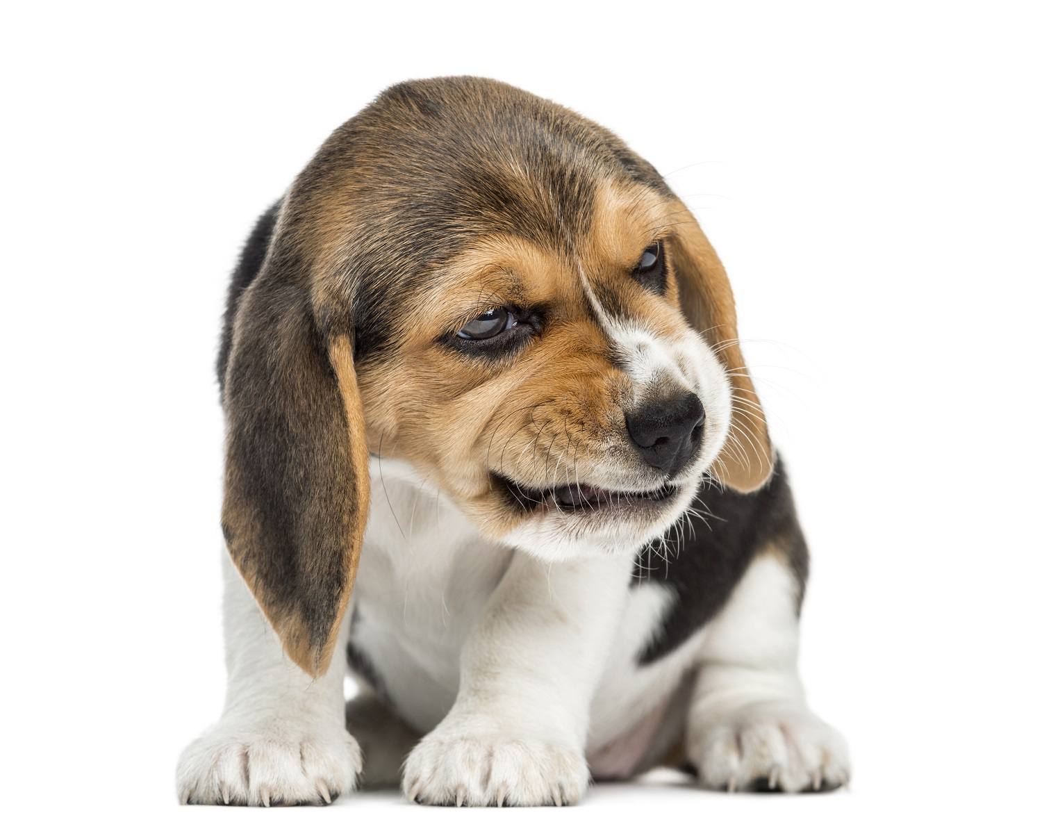 小猎犬小狗狂吠