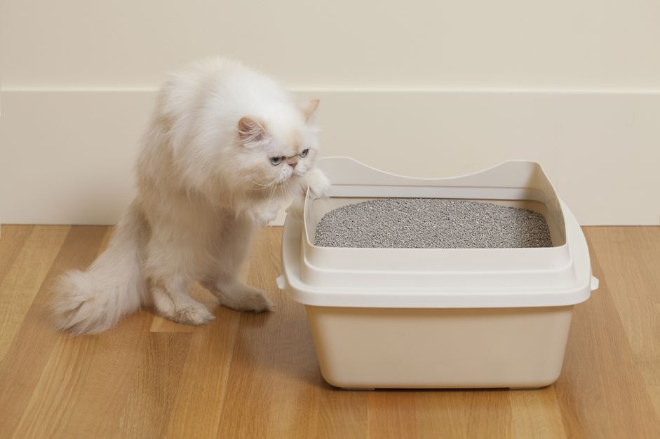 波斯猫在嗅猫砂盒