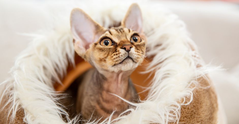德文郡雷克斯小猫品种肖像
